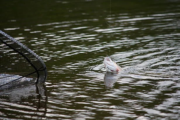 Paul Strevens Fishing 1